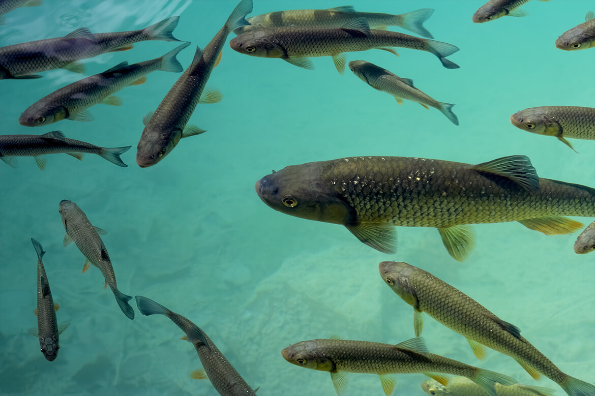 Ryby Plitvických jezer