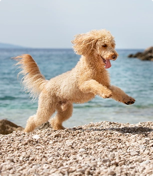 Croatia accommodation